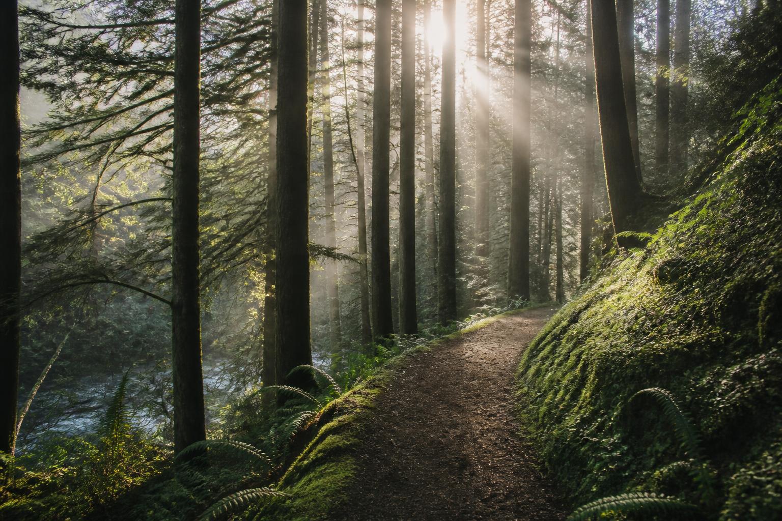 A soft dirt trail curving through a misty conifer forest in early morning light